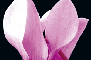 TEATRO MASSIMO 国外创意广告设计