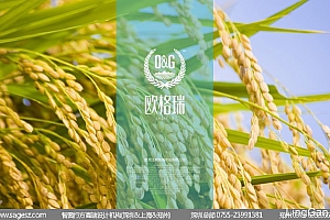 大米品牌包装设计 五常大米包装设计 黑龙江大米包装设计