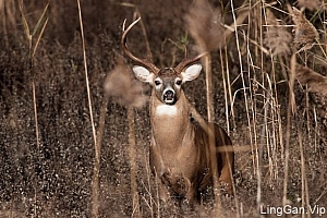 实木风格的Deerz服装品牌形象设计