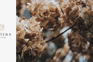 精致的植物元素VI设计