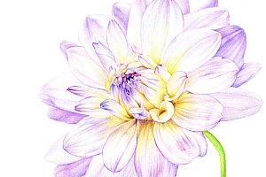 《你也可以画得很美》—花卉 大丽花