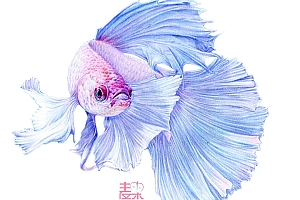《你也可以画得很美》—动物 孔雀鱼