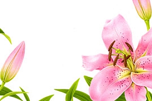 意大利Irene Laschi花卉插图设计- 灵感